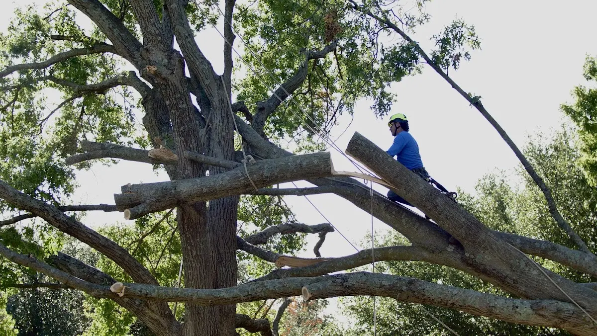 Professional Crown Thinning performed by certified arborists in Paradise