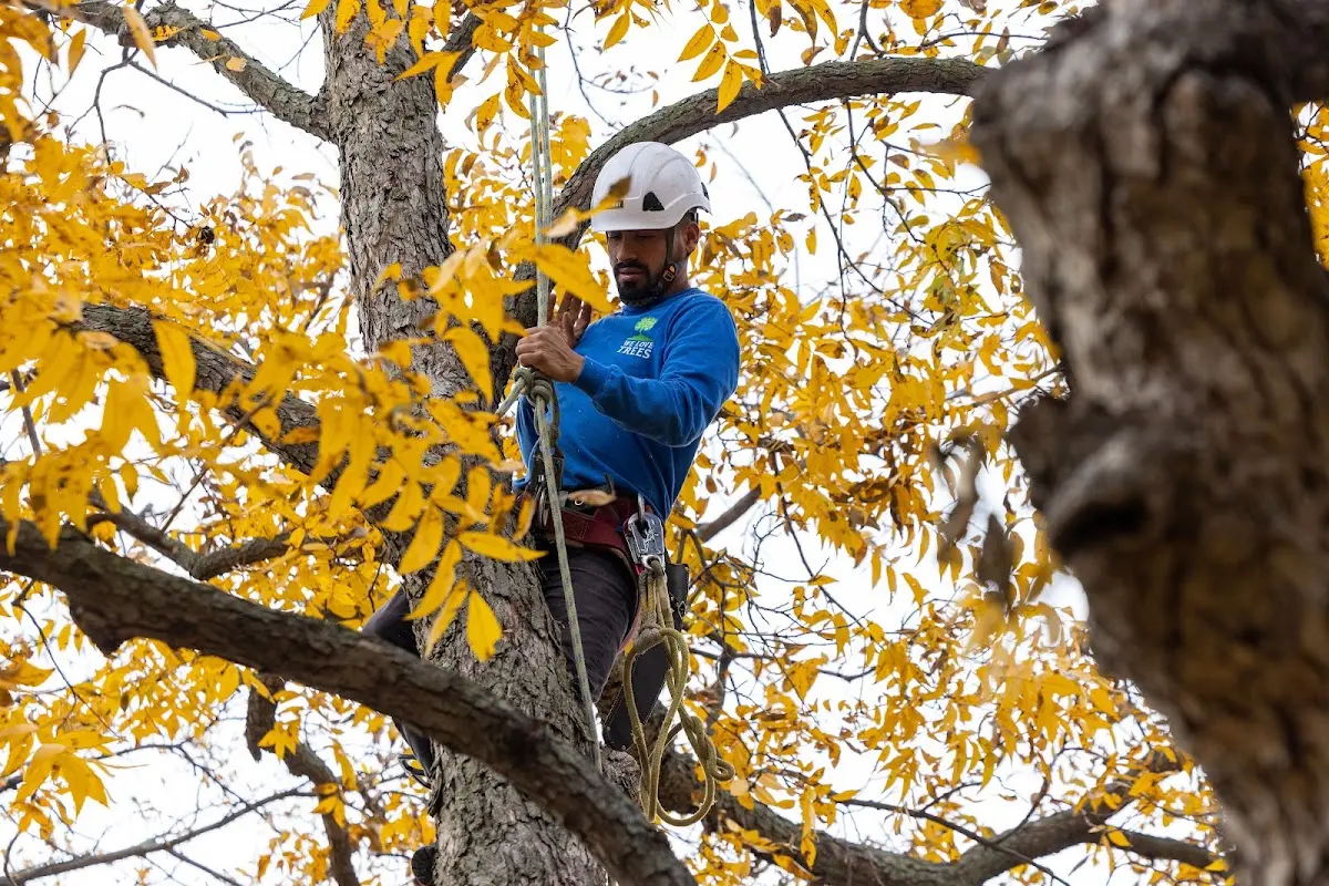 Skilled Tree Transplanting crew working in Paradise