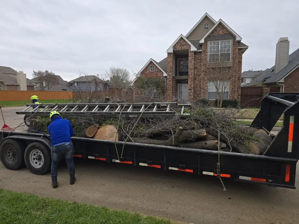 Expert Tree Removal with proper safety equipment in Paradise